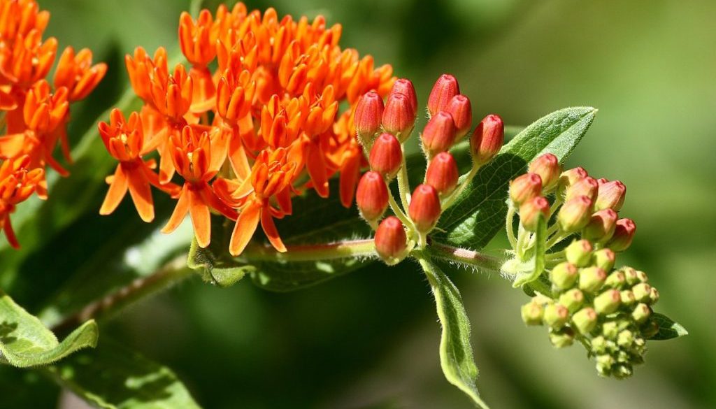 orange mildweed